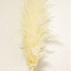 パンパスグラス　スワッグの画像