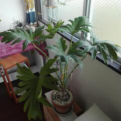 観葉植物いろいろ
