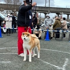 秋田犬専門犬舎