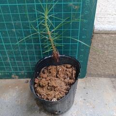 植物琉球松