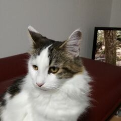 メインクーンの里親募集です。自分と娘が猫アレルギーで、なんとか3年過ごしてきたのですが最近特に猫アレルギーに敏感になり、少しノイローゼぎみになるほどで、飼うのが限界かなと思い里親募集します。 - 猫