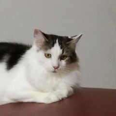 メインクーンの里親募集です。自分と娘が猫アレルギーで、なんとか3年過ごしてきたのですが最近特に猫アレルギーに敏感になり、少しノイローゼぎみになるほどで、飼うのが限界かなと思い里親募集します。 - 鳴門市