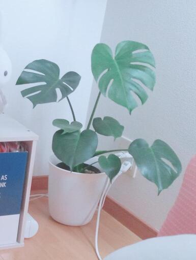 観葉植物 モンステラ