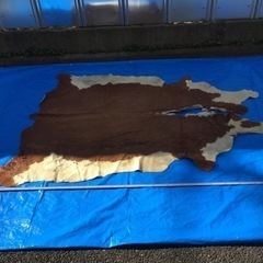 牛革 の画像
