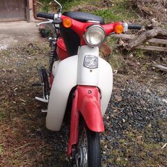 リトルカブの画像