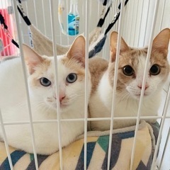 取り引き中【初期費用0】人なつっこい白い姉妹猫🐈😽