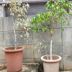 観葉植物ベンジャミン２株