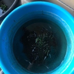 メダカ、あげます。引き取り先、決定しました。