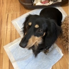 ダックスフント  2歳