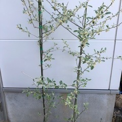 🌳ロシアンオリーブ🌳