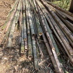 竹、欲しいかたいくらでも