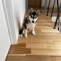 里親募集です。