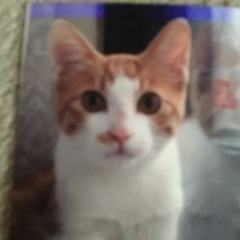 迷子猫探してます