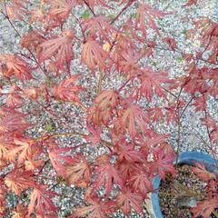 品種もみじアリアデンの画像