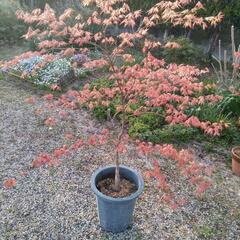 品種もみじアリアデンの画像