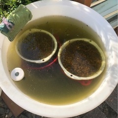 めだかすくい　好きな個体すくって5匹お持ち帰り