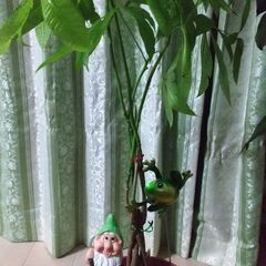 観葉植物🏞️🌱🌿🌹