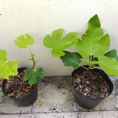 植物【いちじく苗】残り1苗です
