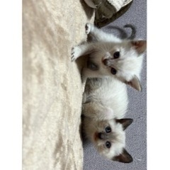 里親様 決まりました💫