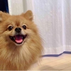 【お取引中】ポメラニアン 男の子 里親募集 急募 