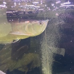 セミショートシルバーアロワナ　シルバーアロワナ　大型魚　古代魚　...