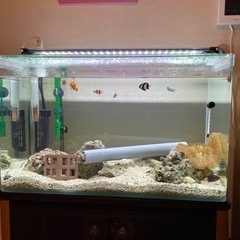 水槽＋生き物　一式　【受取相手、決まりました。】