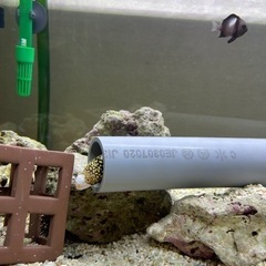 水槽＋生き物　一式　【受取相手、決まりました。】の画像