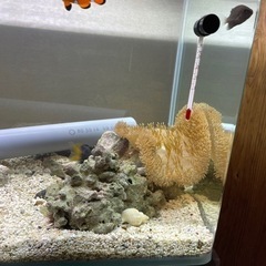 水槽＋生き物　一式　【受取相手、決まりました。】の画像