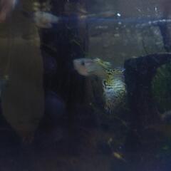 グッピーと珍しいエンドラーズ　グッピーとの交配種の稚魚  若魚　の画像