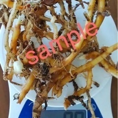 【無農薬】ミョウガ苗 地下茎 100g ①