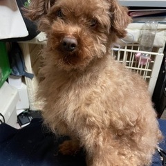 トイプードル ♂5歳の里親募集しています