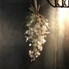 ルナリアmjajの画像