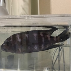 【無料引き取り限定】ゴールデンゼブラシクリッド15cm
