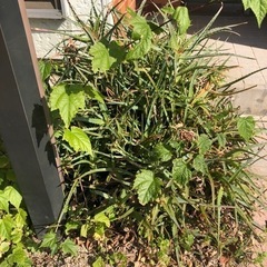 アロエ山盛り　お値下げの画像