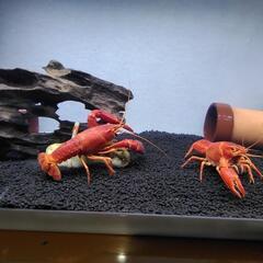 フェニックス★稚ザリ★アメリカザリガニ【受付終了しました】の画像
