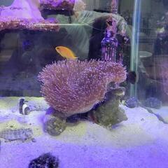 ウミキノコ