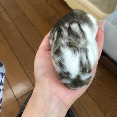 LaidBack  ロップイヤー　産まれてます🐰
