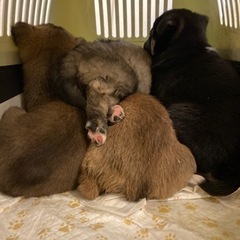 保護動物団体のホームページ編集 - 足立区