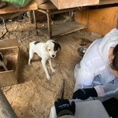 保護動物団体のホームページ編集 − 東京都