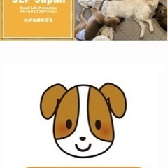保護動物団体のホームページ編集