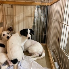 保護動物団体のホームページ編集 - 手伝って/助けて