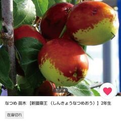 【棗酒にも！早い者勝ち！！】大豊作 棗(なつめ)の王様 新疆棗王の画像