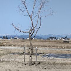 【棗酒にも！早い者勝ち！！】大豊作 棗(なつめ)の王様 新疆棗王の画像