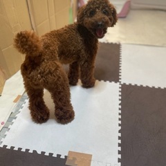 トイプードル.レッド.男の子.1歳と10ヶ月 - 尼崎市