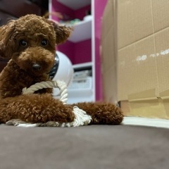 トイプードル.レッド.男の子.1歳と10ヶ月 - 犬