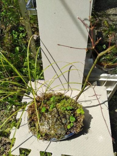 紅葉その他寄せ植え