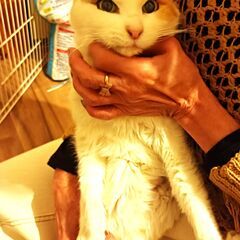 捨てられていた・美三毛ちゃん！シニアの方でも OK です😻