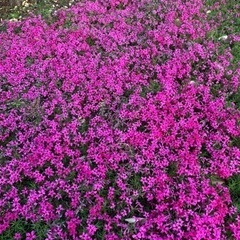 芝桜(ピンク)