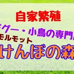 【けんぼの森】3周年キャンペーン開催中‼️生体半額‼️‼️5月2...