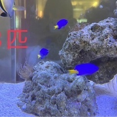 海水魚　観賞用の画像